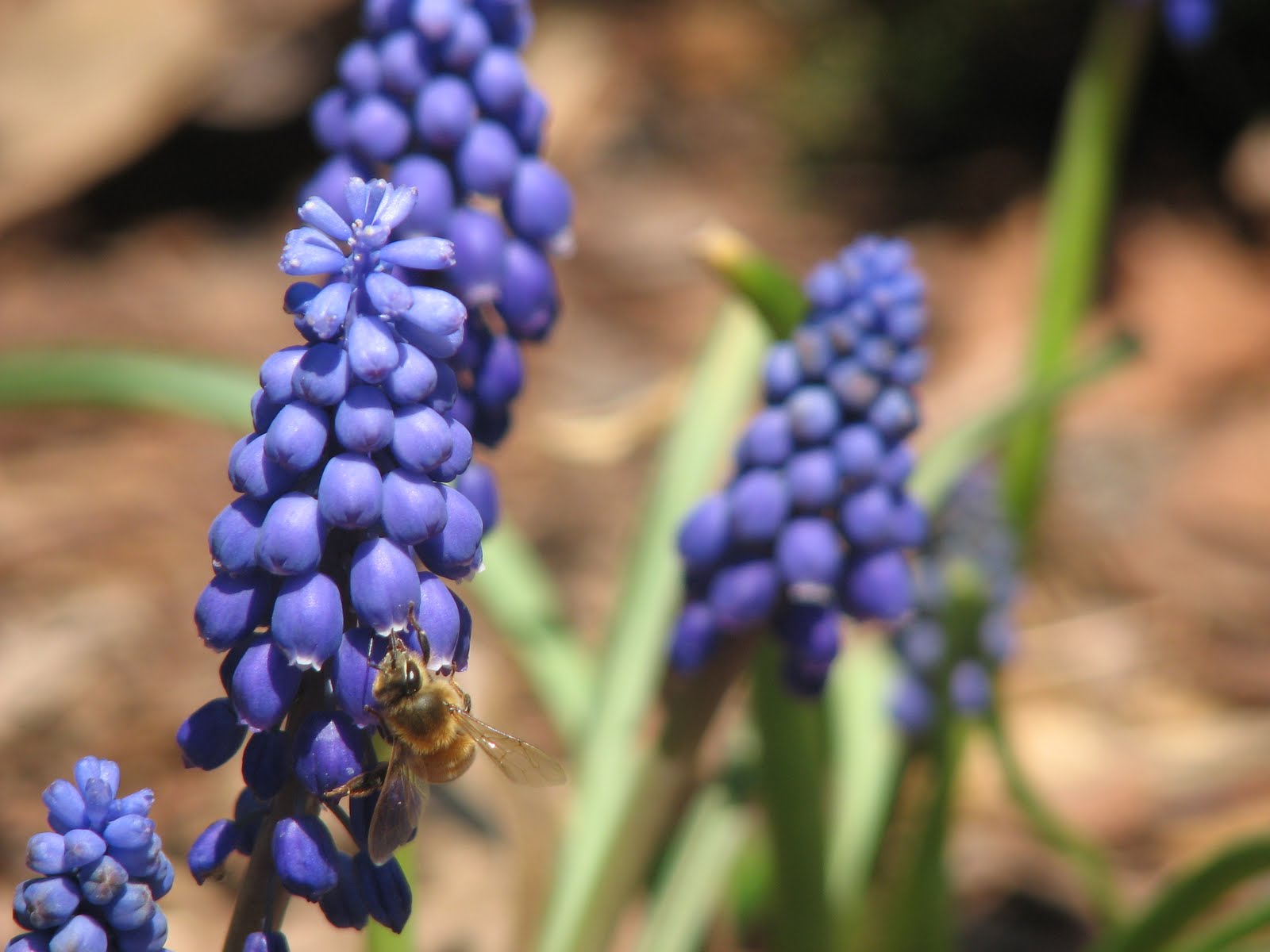 Spring Bees by Angela Josephine, blog about beleif and overcoming fears